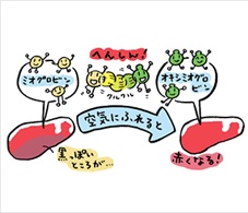 肉の変色についてお勉強